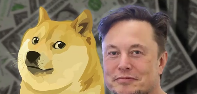 Köpekler ölçülür